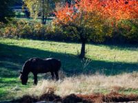 Horse grazing in farm field