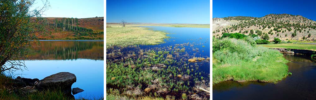 Harney Basin Wetlands Initiative